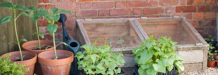 Pflanzen und ein Minigewächshaus